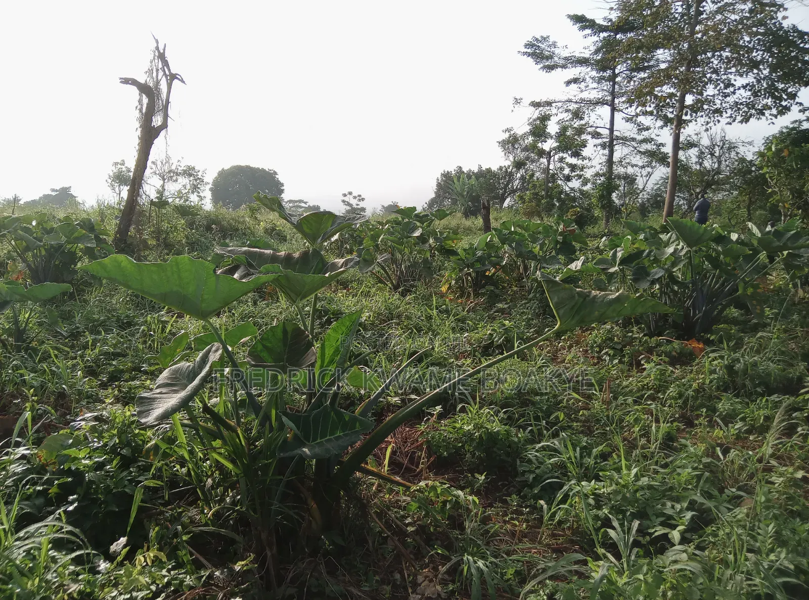 5 Plots of Land for Sale at Dwenewoho Mankranso Rd