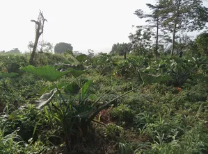 5 Plots of Land for Sale at Dwenewoho Mankranso Rd