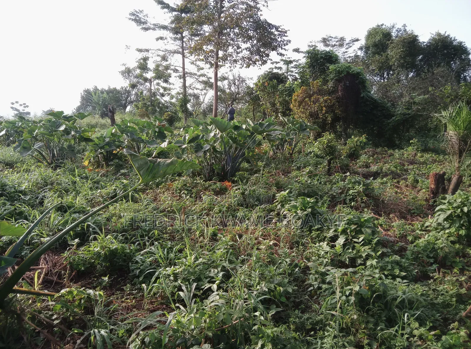 5 Plots of Land for Sale at Dwenewoho Mankranso Rd