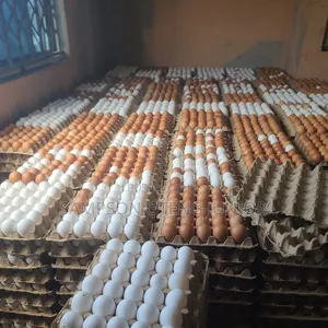 Frash Poultry Eggs