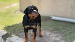 3-6 months Female Purebred Rottweiler