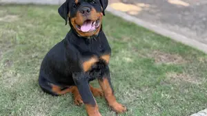 3-6 months Female Purebred Rottweiler