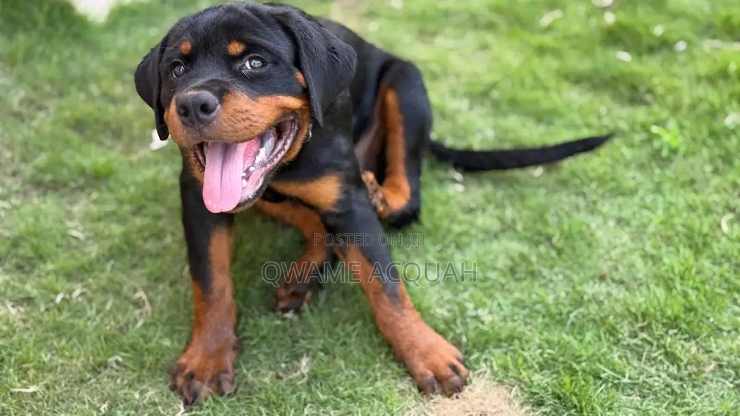 3-6 months Female Purebred Rottweiler