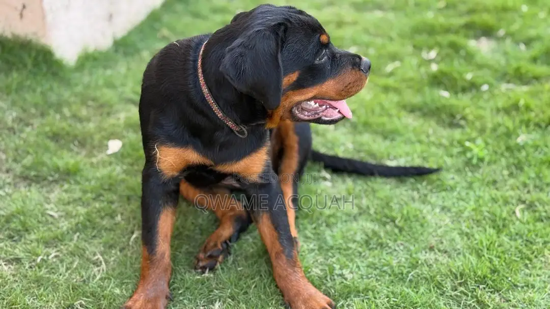 3-6 months Female Purebred Rottweiler
