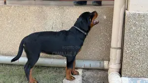 3-6 months Female Purebred Rottweiler