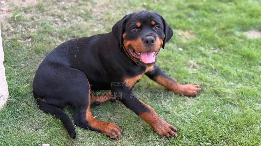 3-6 months Female Purebred Rottweiler