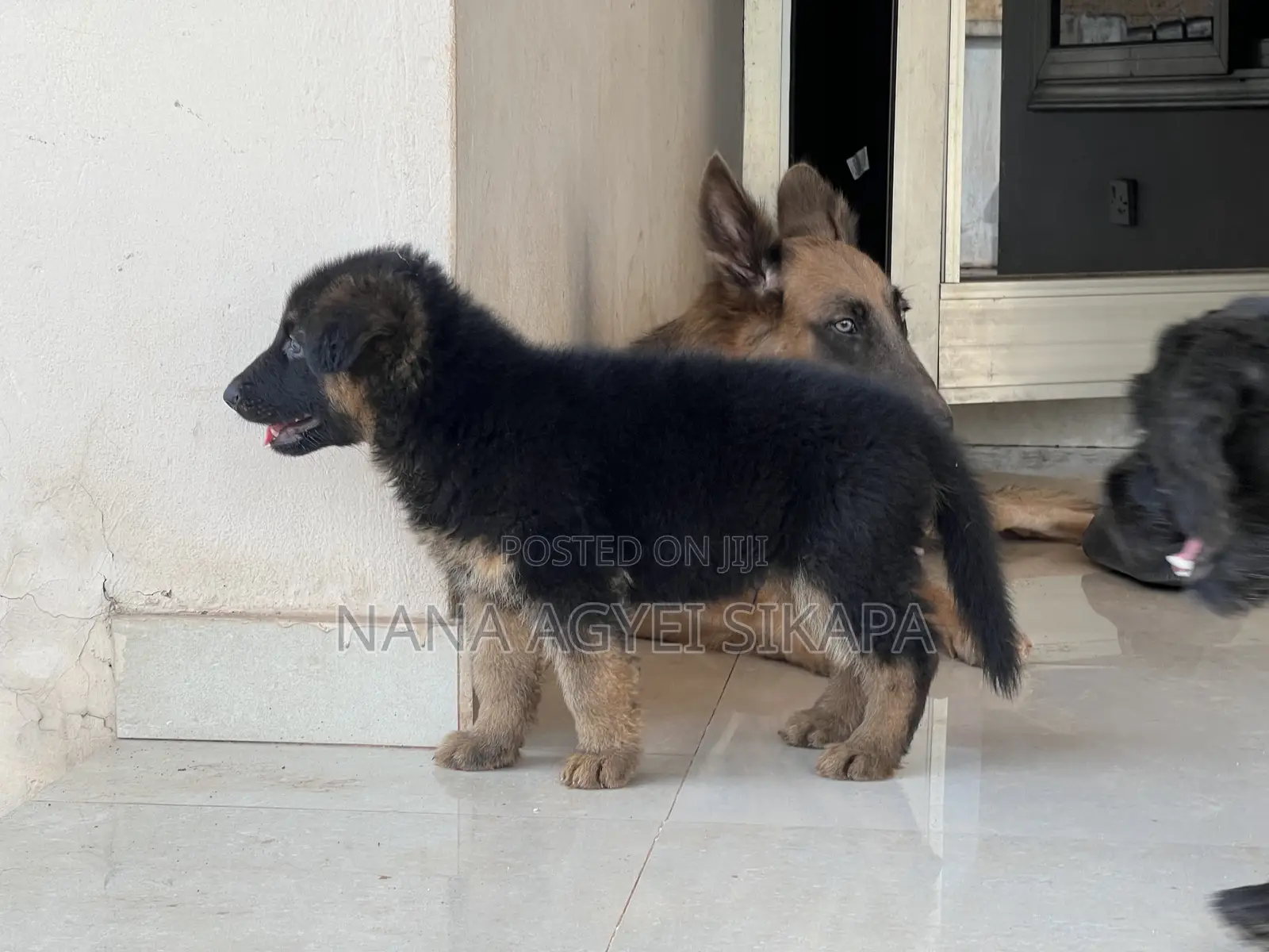 1-3 months Male Purebred German Shepherd