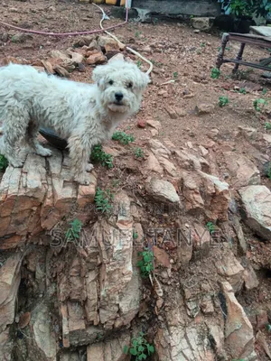 1+ year Male Purebred Maltese