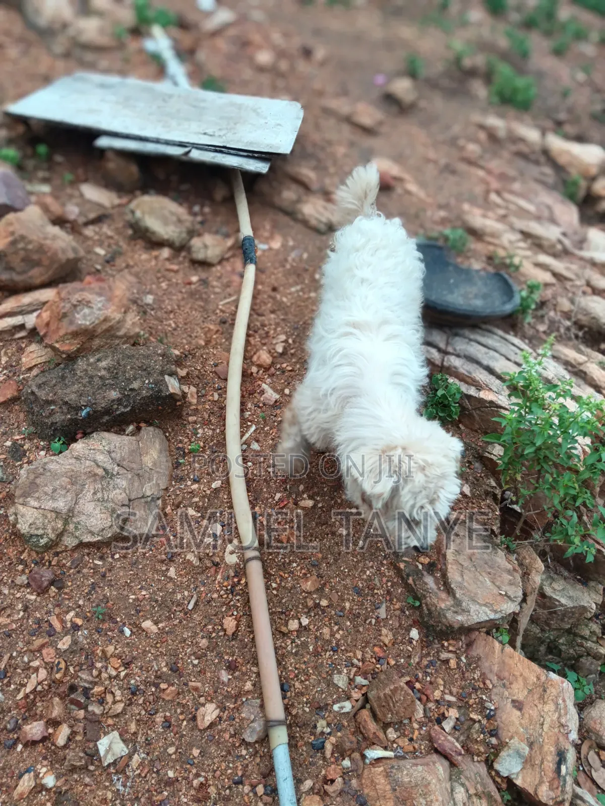 1+ year Male Purebred Maltese