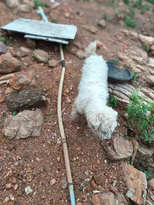 1+ year Male Purebred Maltese