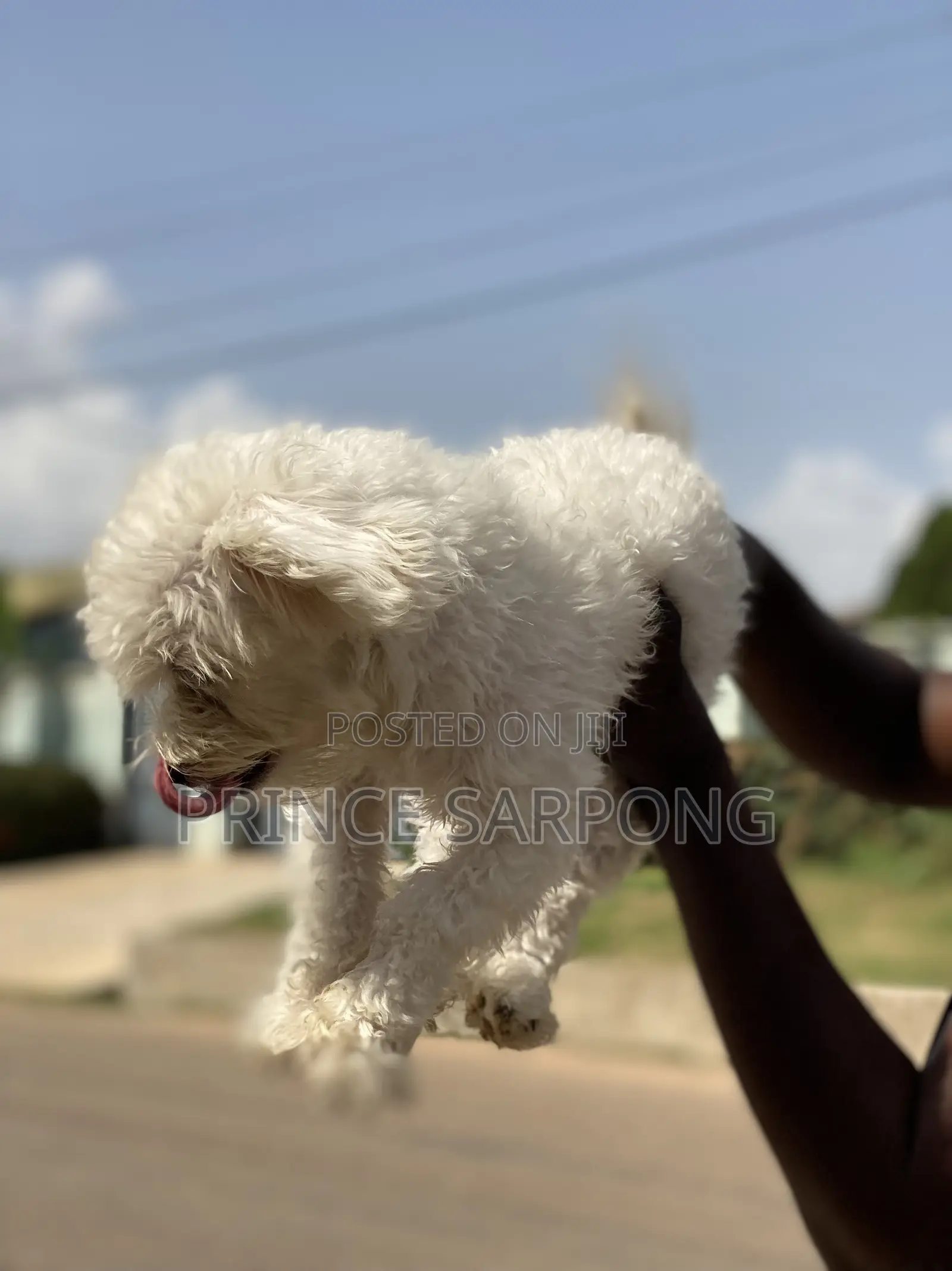 6-12 months Female Purebred Maltese