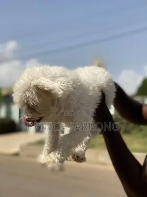 6-12 months Female Purebred Maltese