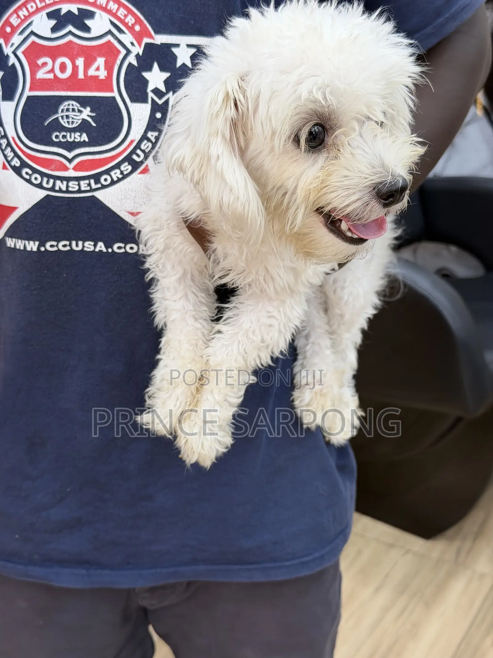 6-12 months Female Purebred Maltese