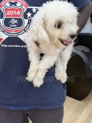 6-12 months Female Purebred Maltese