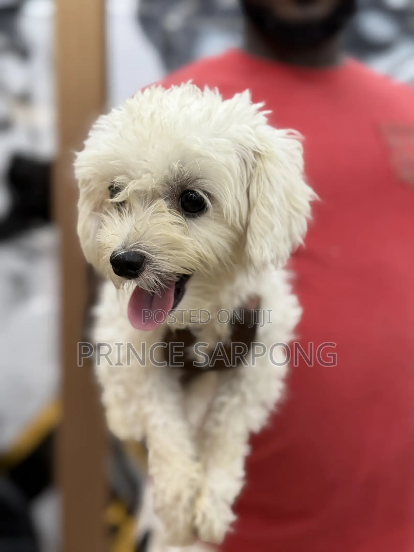 6-12 months Female Purebred Maltese