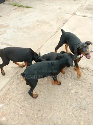 1-3 months Male Purebred Doberman Pinscher