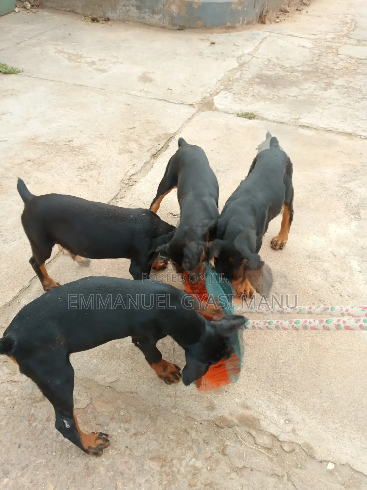 1-3 months Male Purebred Doberman Pinscher