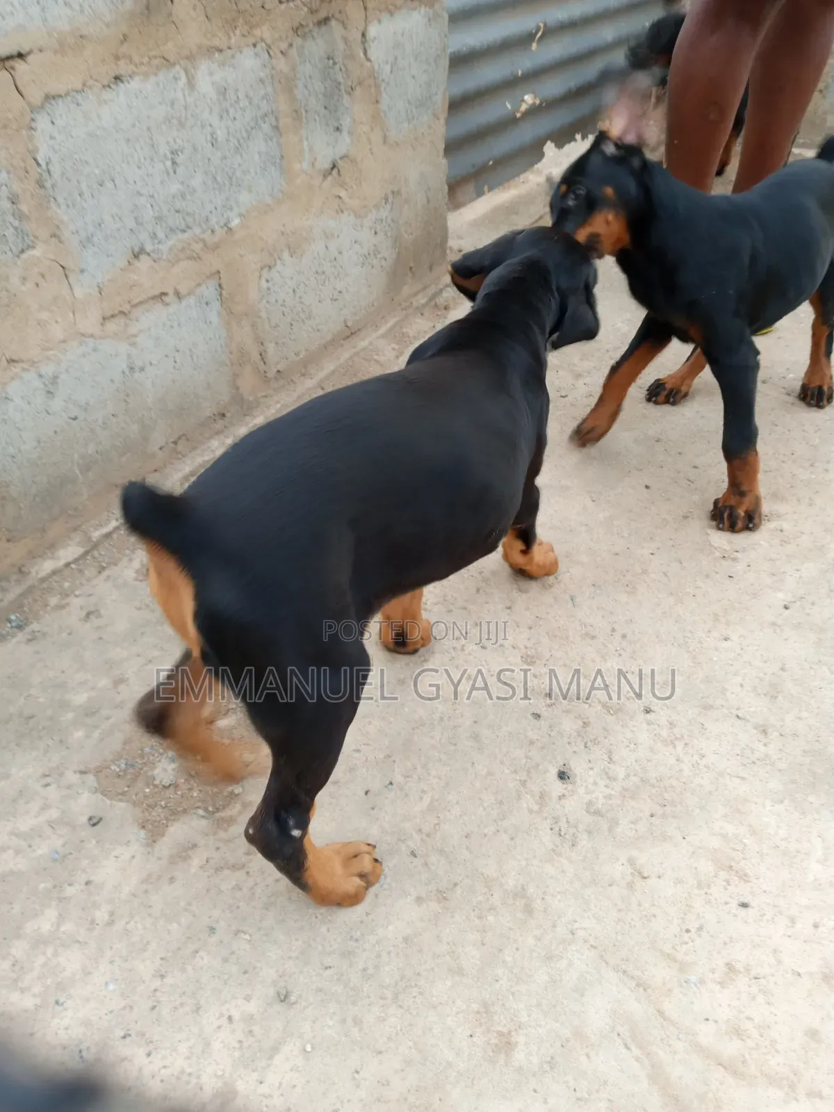 1-3 months Male Purebred Doberman Pinscher