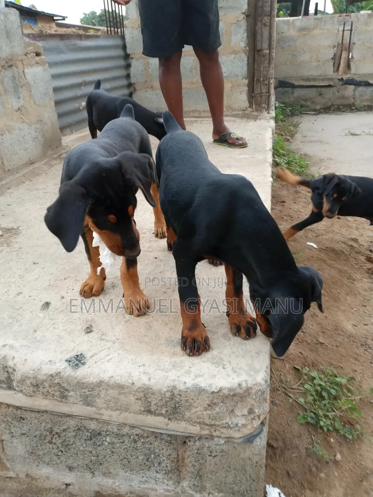 1-3 months Male Purebred Doberman Pinscher