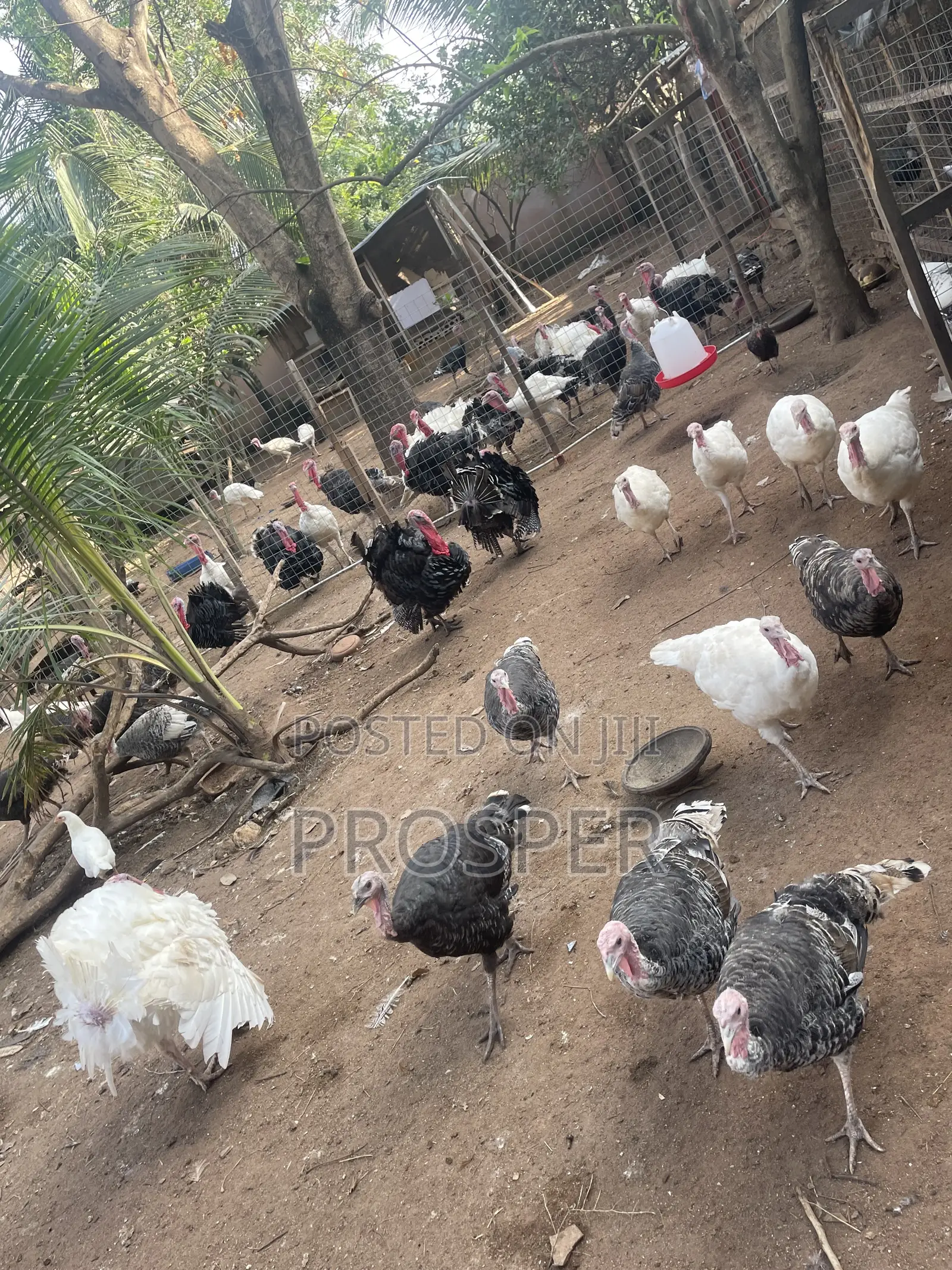 Matured and Day Old Poults for Sell