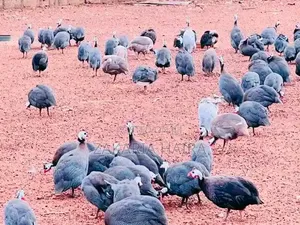 Guinea Fowls