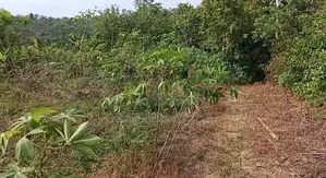 1 Plot of Land for Sale at Adawso