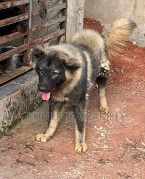 6-12 months Male Purebred Caucasian Shepherd