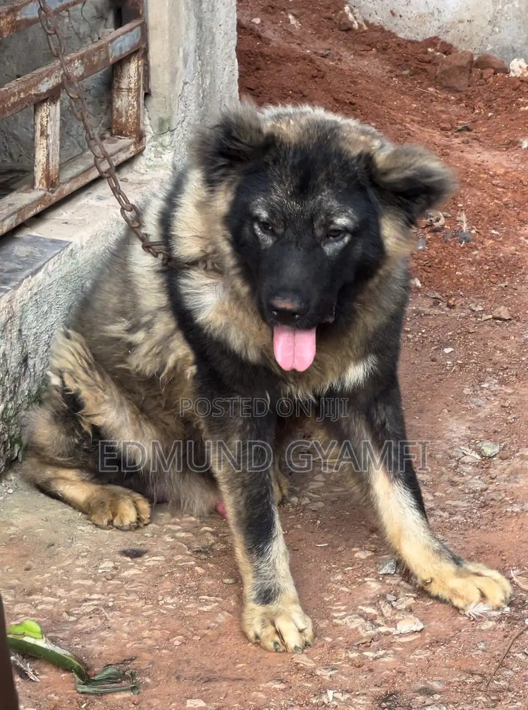 6-12 months Male Purebred Caucasian Shepherd