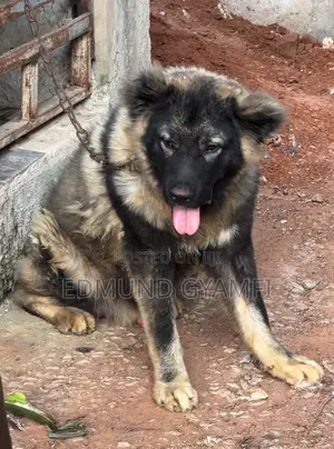 6-12 months Male Purebred Caucasian Shepherd