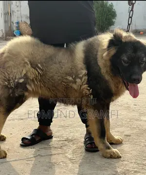 6-12 months Male Purebred Caucasian Shepherd