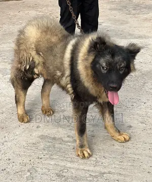 6-12 months Male Purebred Caucasian Shepherd