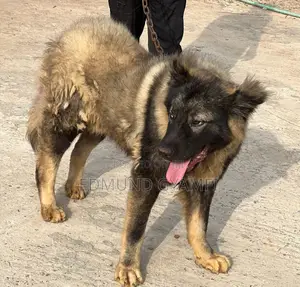 6-12 months Male Purebred Caucasian Shepherd