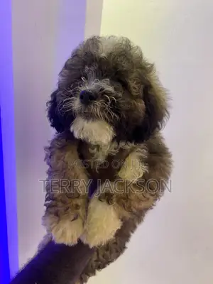 1-3 months Female Purebred Maltese