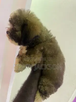 1-3 months Female Purebred Maltese