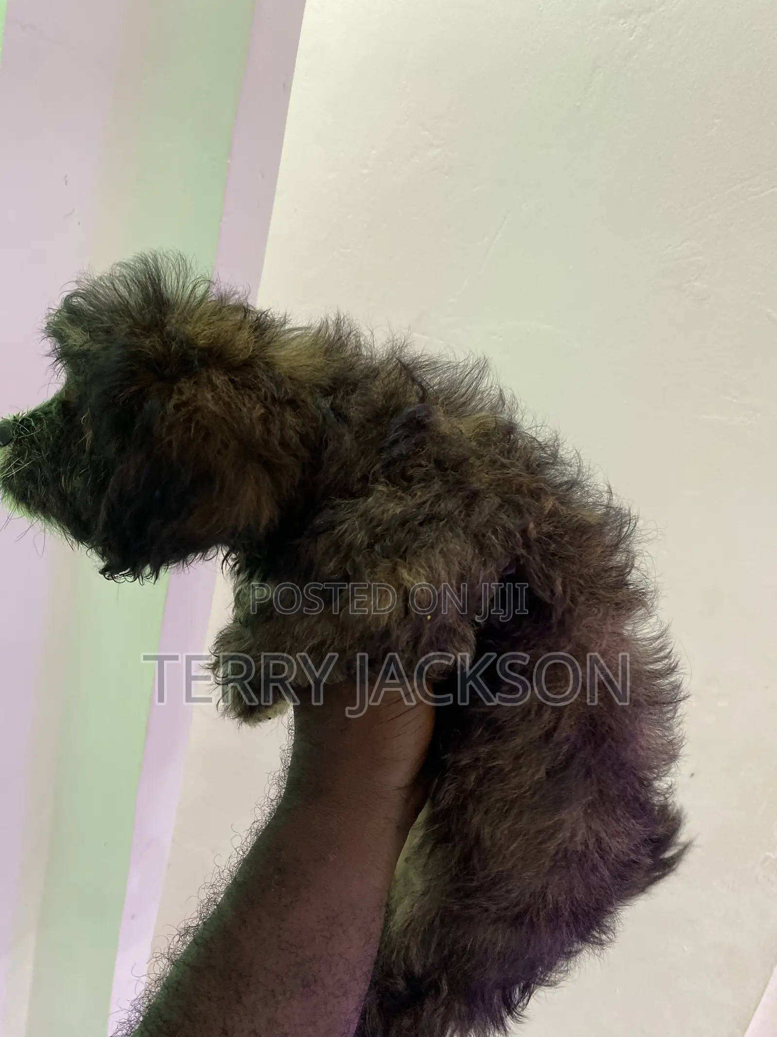 1-3 months Female Purebred Maltese