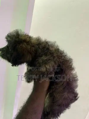 1-3 months Female Purebred Maltese