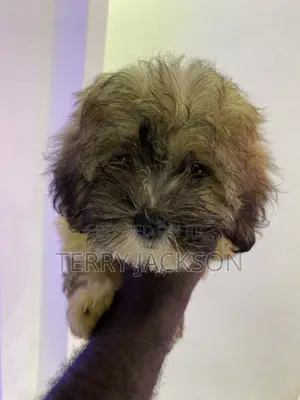 1-3 months Female Purebred Maltese
