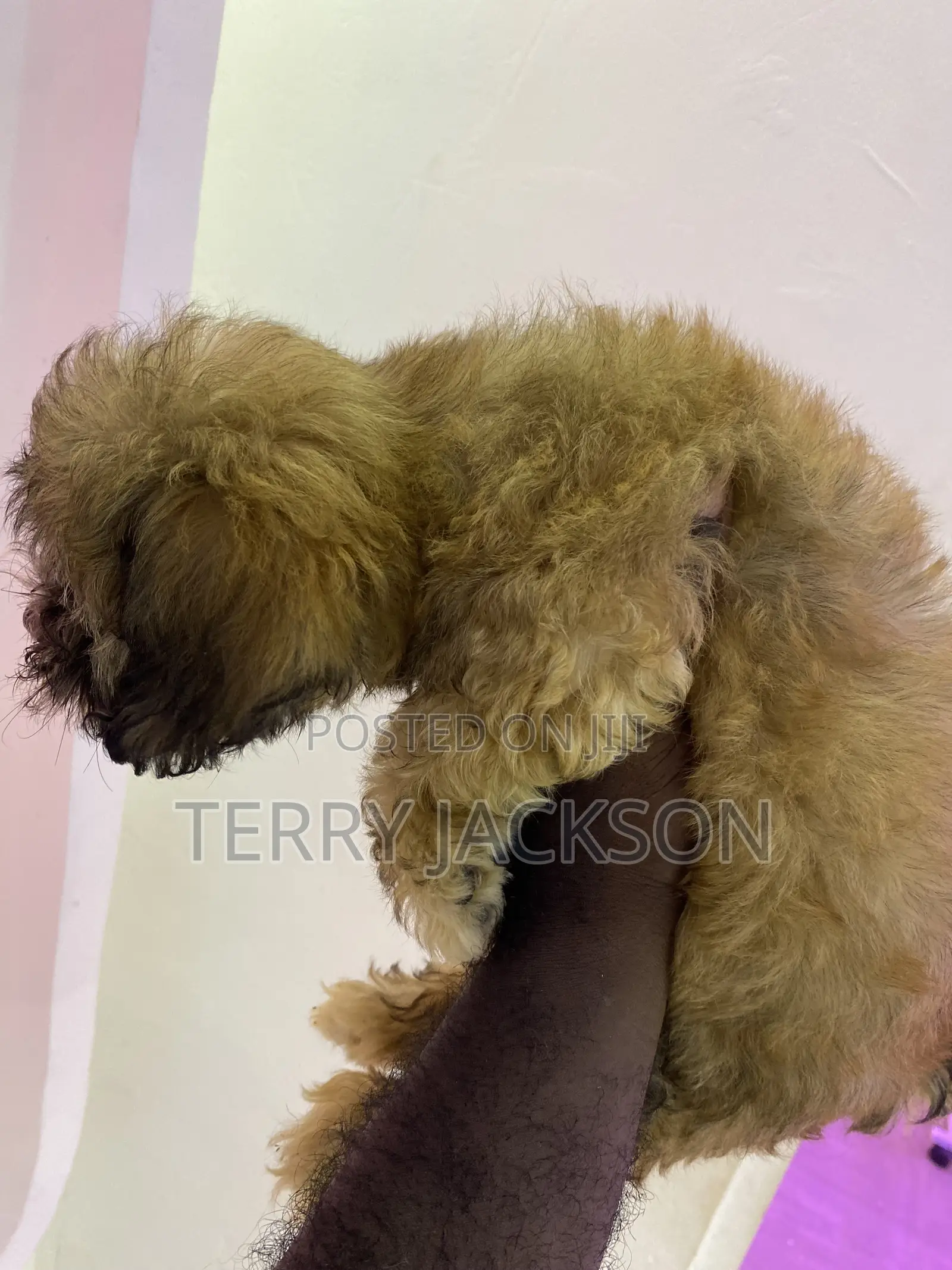 1-3 months Female Purebred Maltese