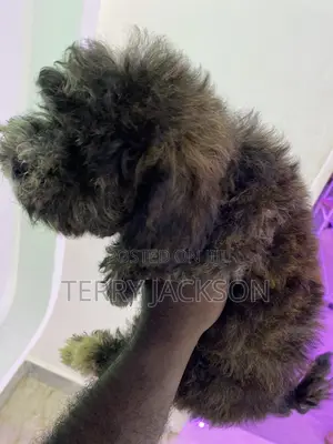 1-3 months Female Purebred Maltese