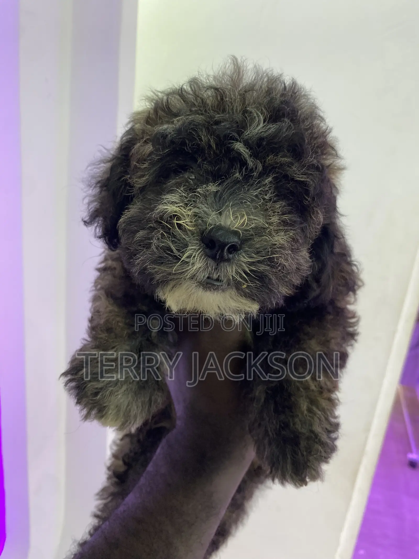 1-3 months Female Purebred Maltese