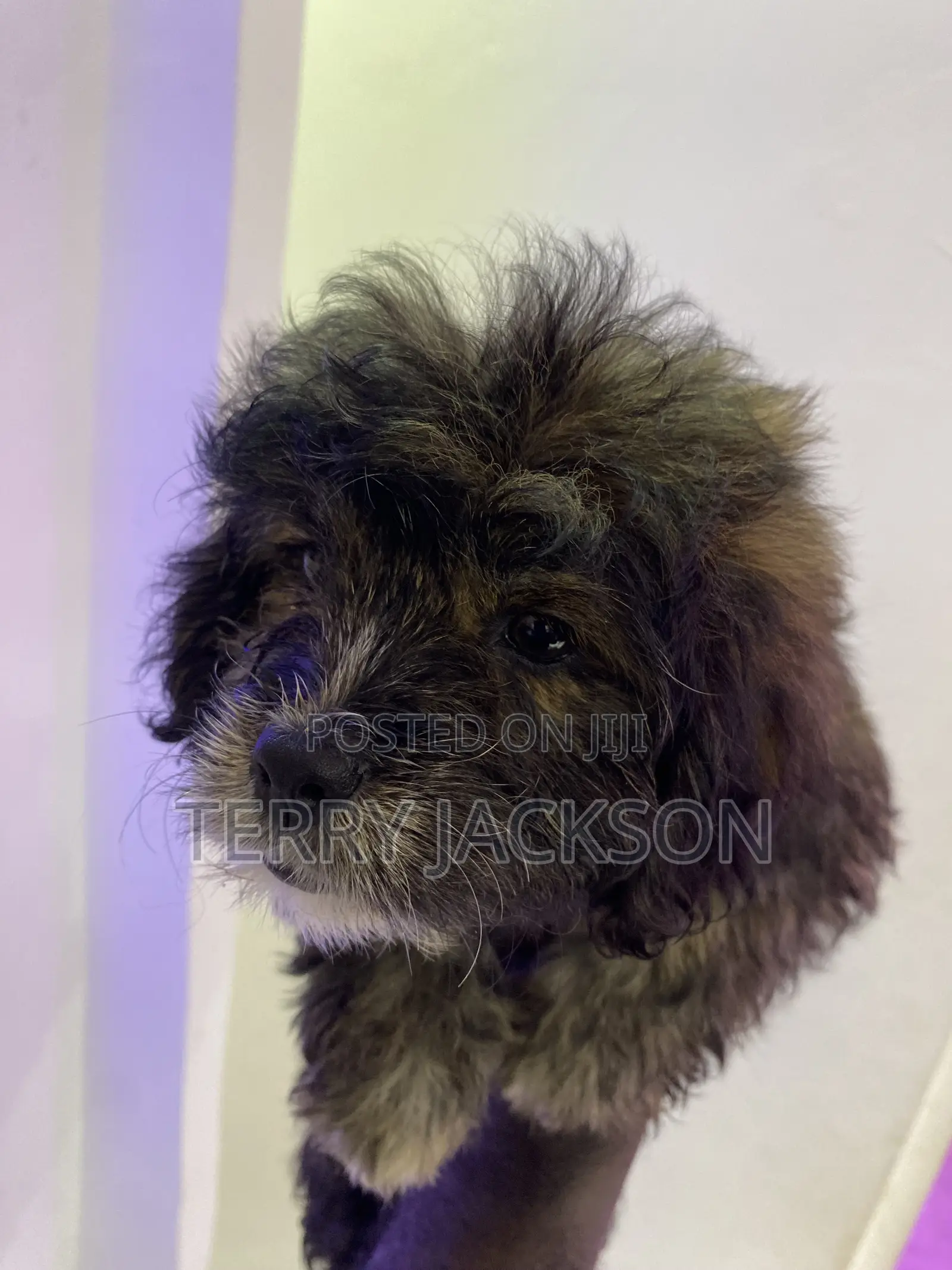 1-3 months Female Purebred Maltese