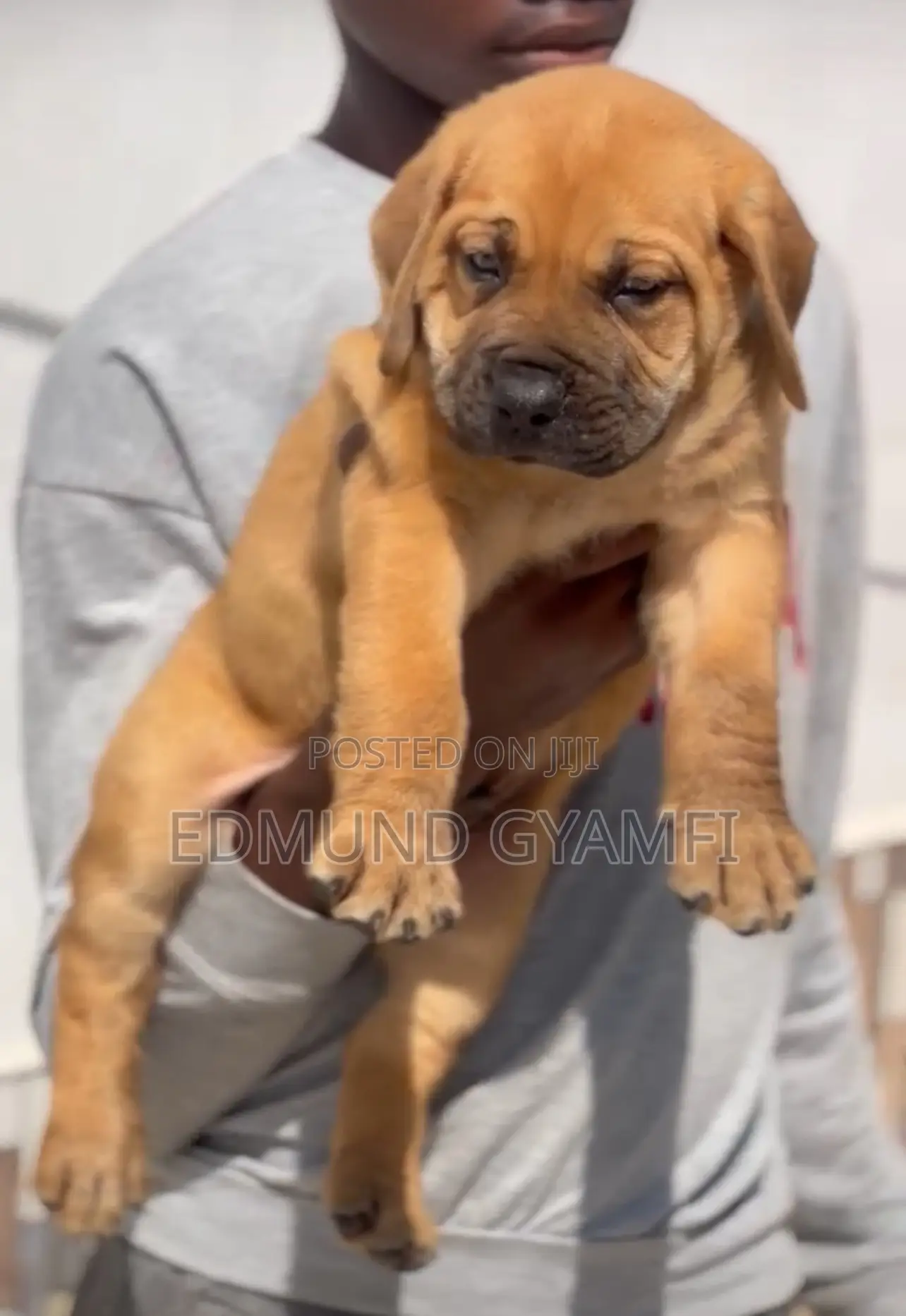 1-3 months Female Purebred Boerboel