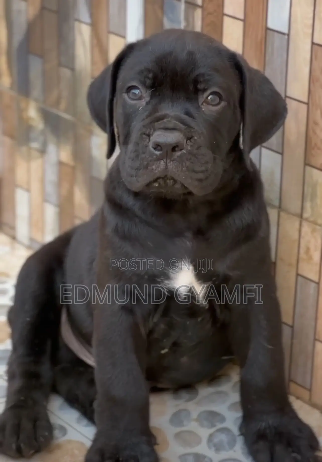 1-3 months Male Purebred Boerboel