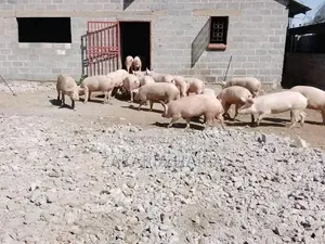 Pigs for Sale