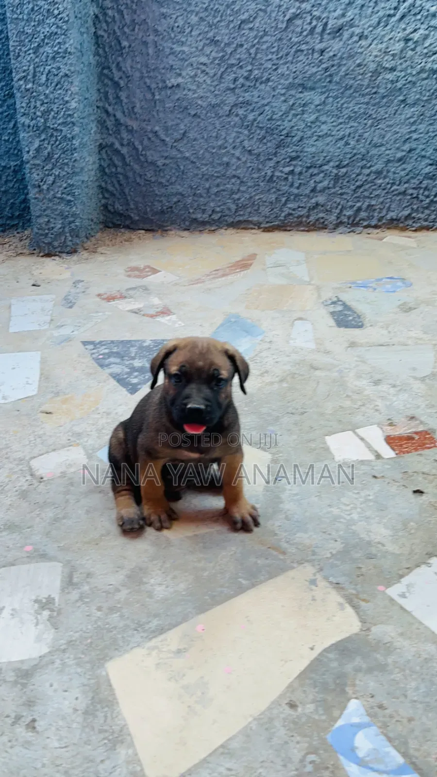 1-3 months Male Purebred Boerboel