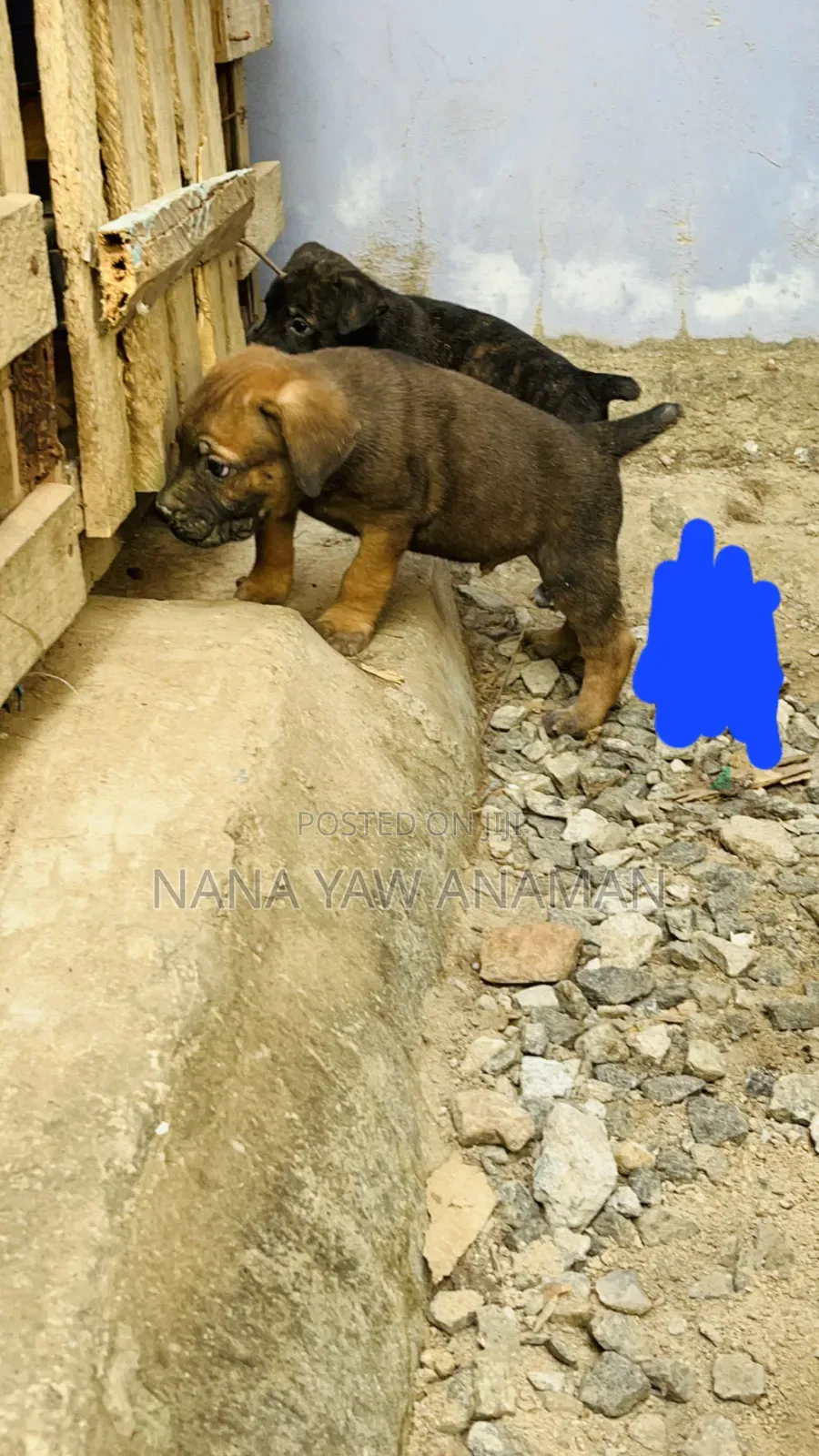 1-3 months Male Purebred Boerboel