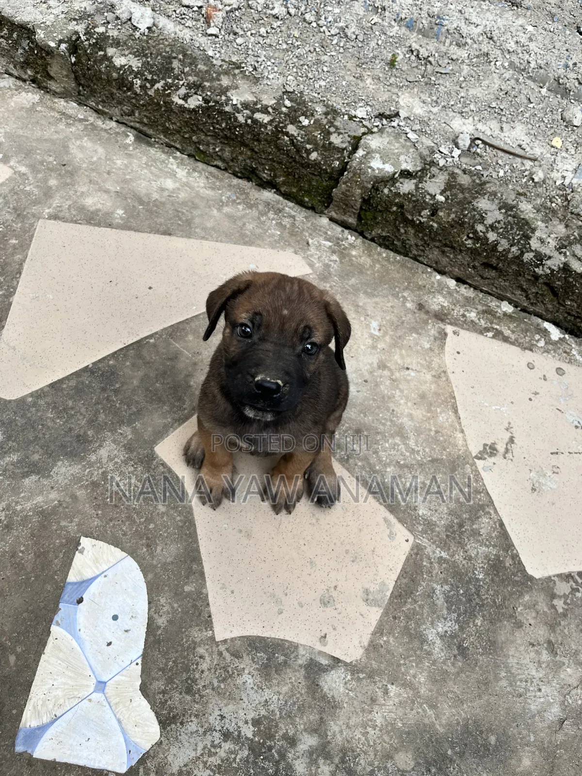 1-3 months Male Purebred Boerboel