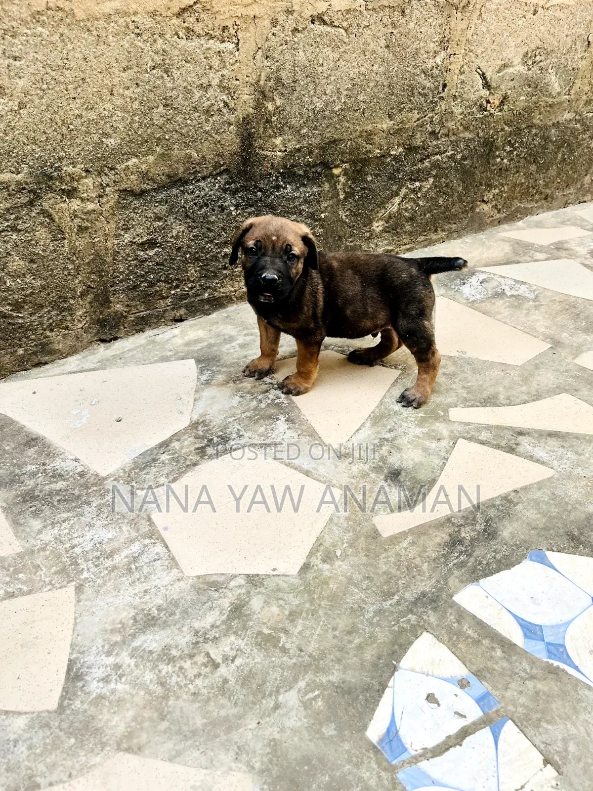 1-3 months Male Purebred Boerboel