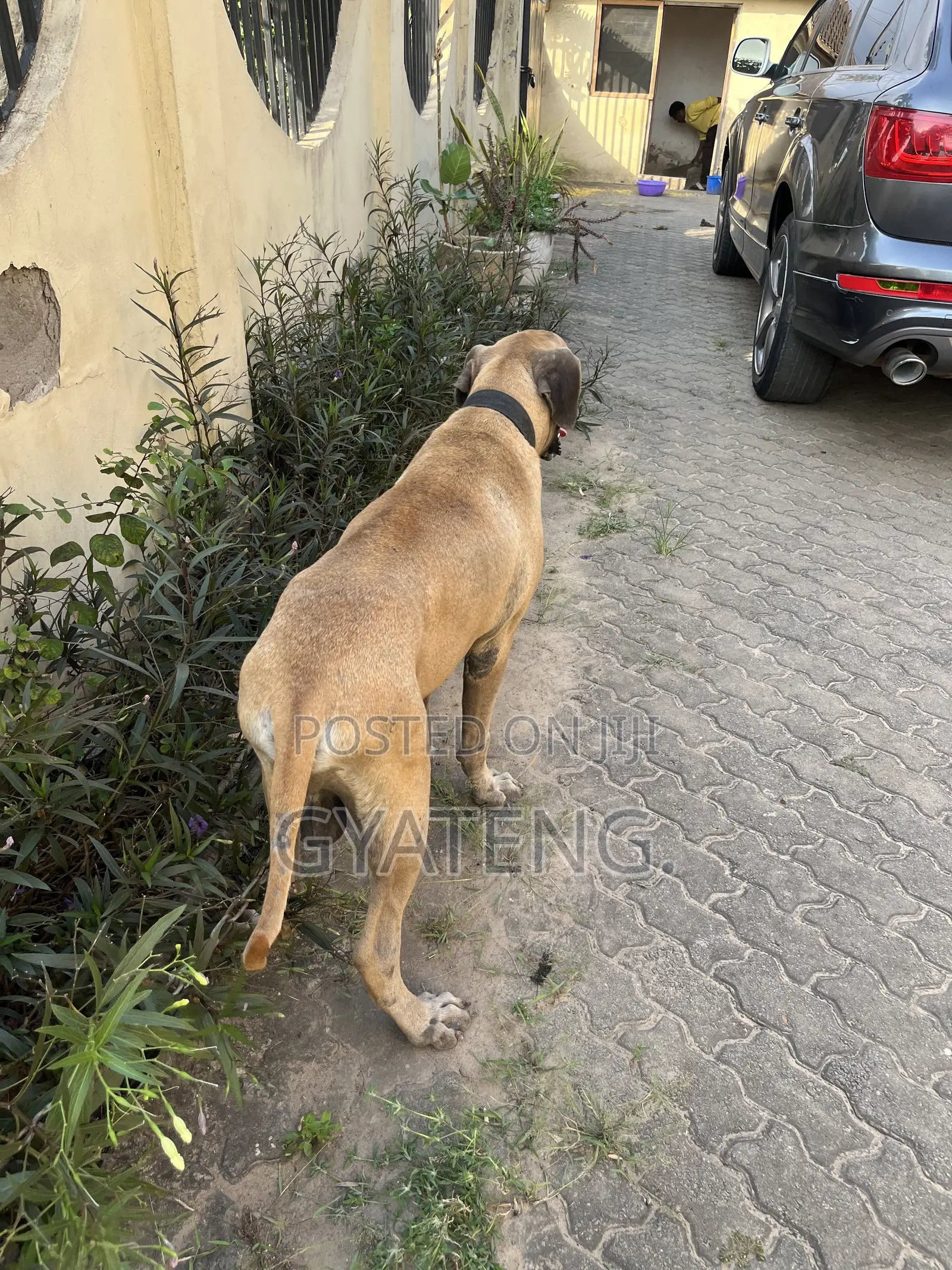 1+ year Male Purebred Mastiff