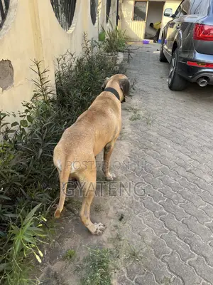 1+ year Male Purebred Mastiff